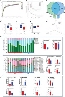 Integrated analysis of gut microbiome and its metabolites in ACE2-knockout and ACE2-overexpressed mice